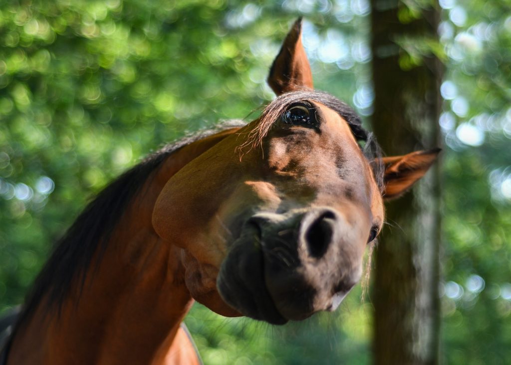 Inconsistent Horse Behavior Multiple Personality Disorder? Lynn Baber