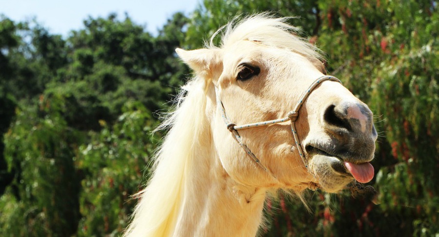 horse communication