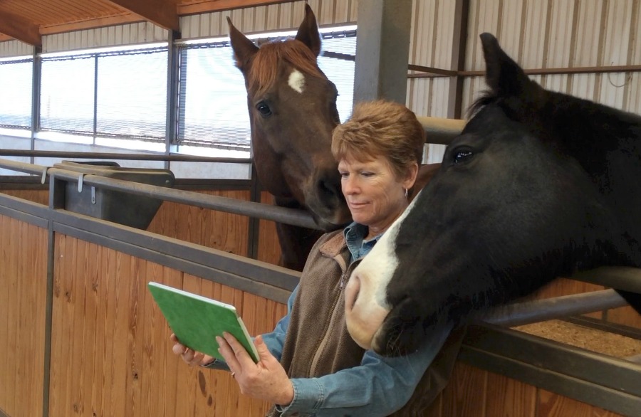horse video