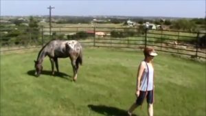 introduce horse to round pen