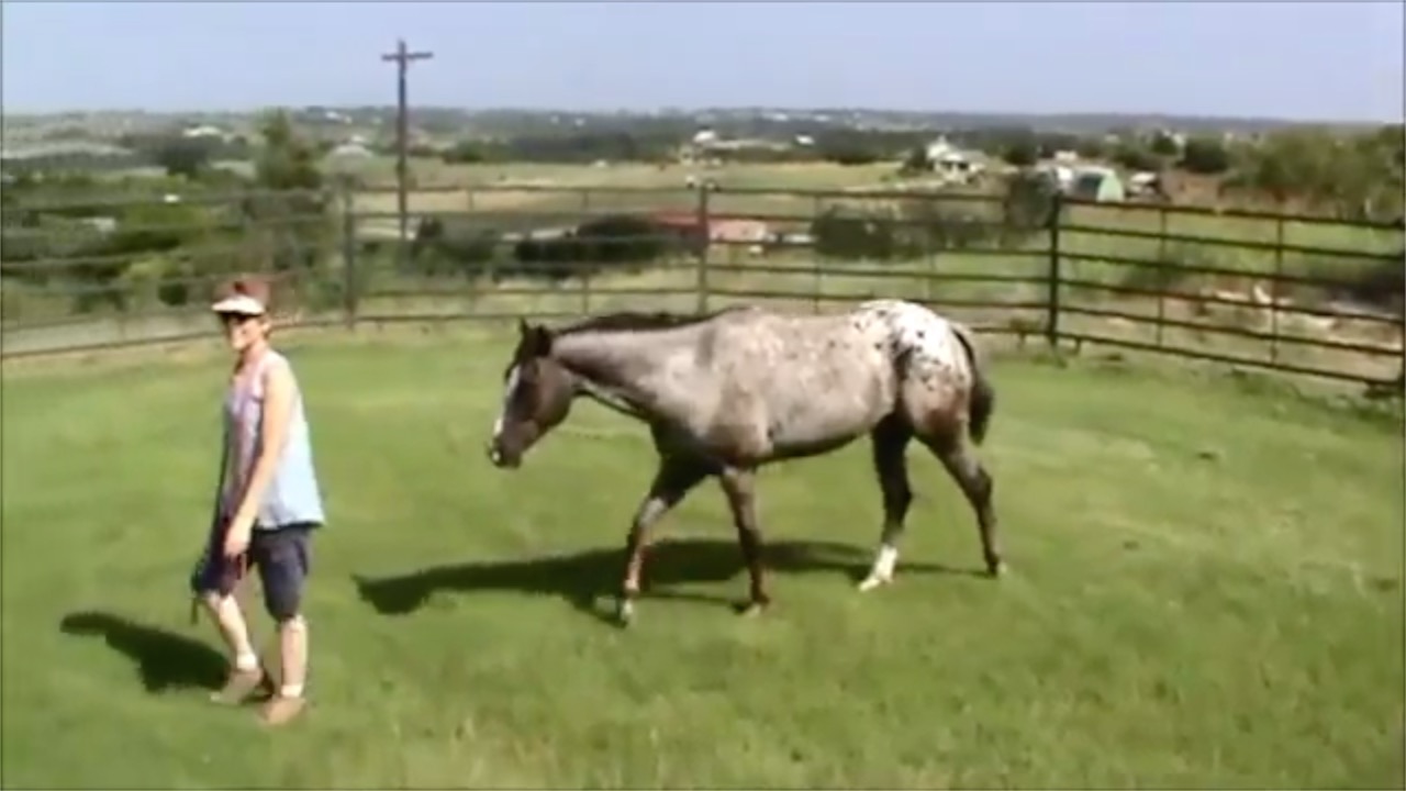 introduce horse to round pen