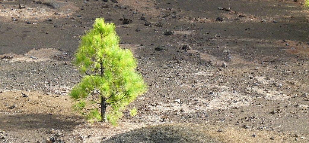 solitary brilliant greed tree in a wasteland landscape . how to use word count to make your message powerful