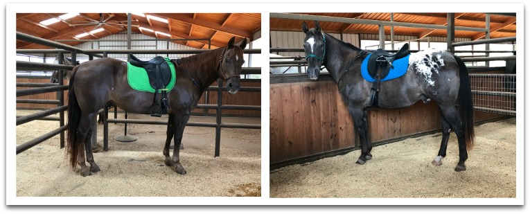 horse trainer Lynn Baber
