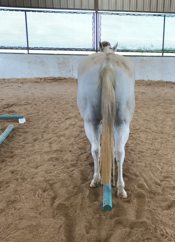 corrective exercises for horses
