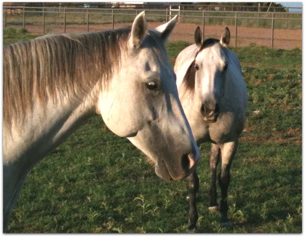 horse trainer Lynn Baber
