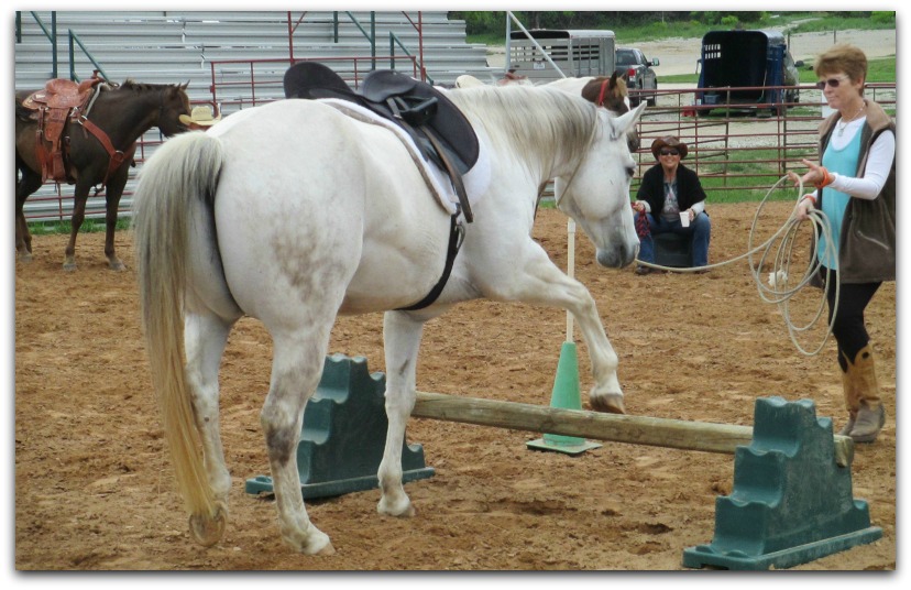 horse training Lynn Baber