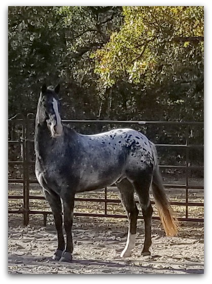 horse trainer Lynn Baber