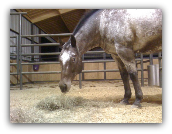 horse trainer Lynn Baber