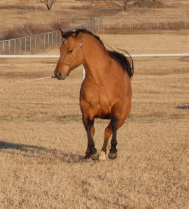 lame horse crooked straight