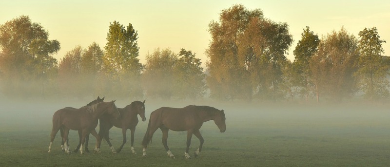 horse come when called