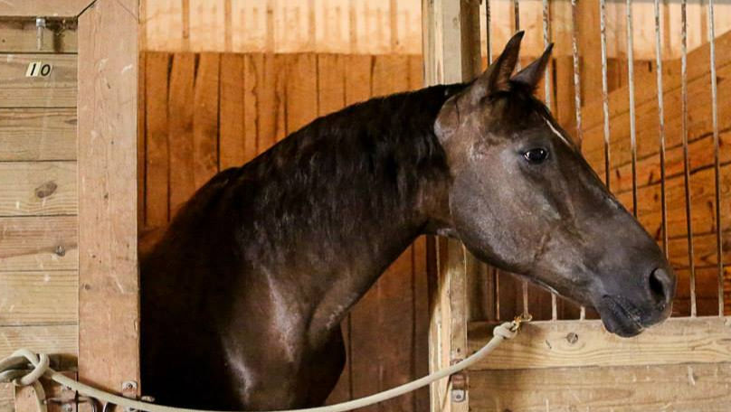 Gorgeous bay Morgan with elegant ears, arched neck, looking out a wooden stall door. Margie Shoop copyright. "The Breath of Horse Crazy"