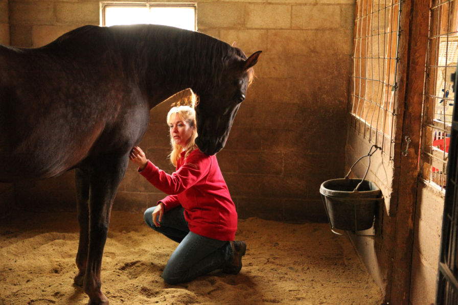 Emotional photo of a blonde woman in red sweater kneeling to touch a beautiful bay horse bathed in golden sunlight. Copyright Margie Shoop "The Breath of Horse Crazy"