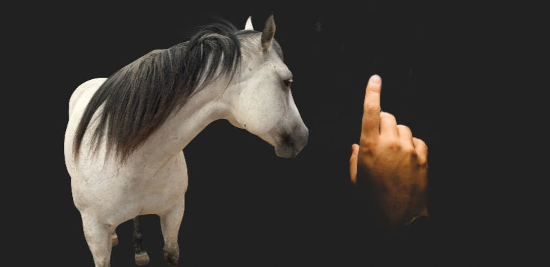 Horse faith. Beautiful gray horse and a pointing finger on a black background. A story of how "The Finger" earns a horse's faith.