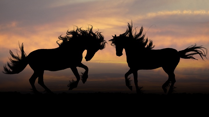 Silhouettes of two horses with wild manes and tails facing off in battle. Which horse expert is right when there's a disagreement or difference in perspective?
