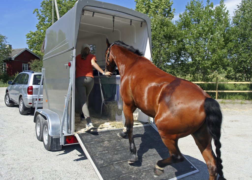 horse trailer training horse getting into open trailer using ramp