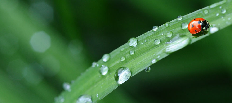 Rain on a leaf of grass with a ladybug. When you face unanswered prayer, try changing what you pray for. Maybe you should ask a different question.