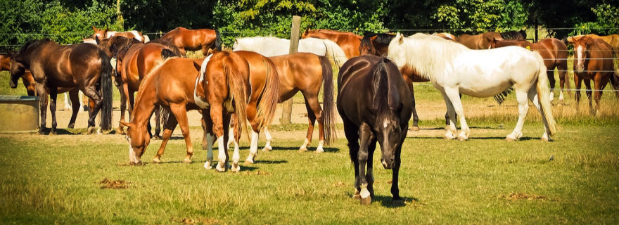 Best Horse Training Tip from one expert, plus more.