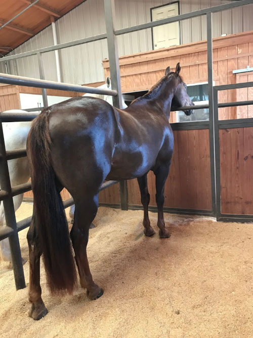 Beautiful horse looking out of stall inside a barndominium.