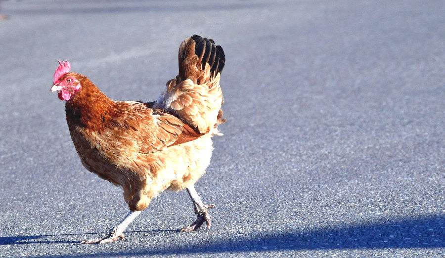 chicken on asphalt road. Playing chicken with God is a sin of presumption. Mercy and forgiveness.