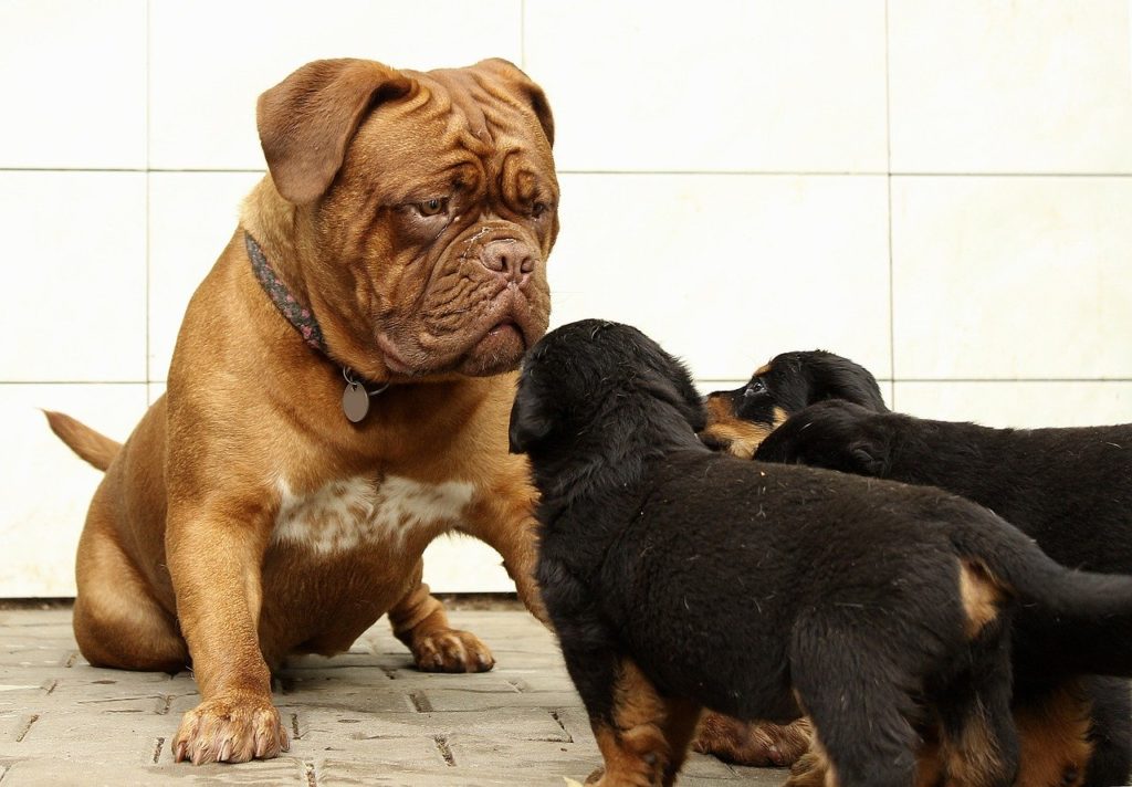 Big bull dog and two puppies