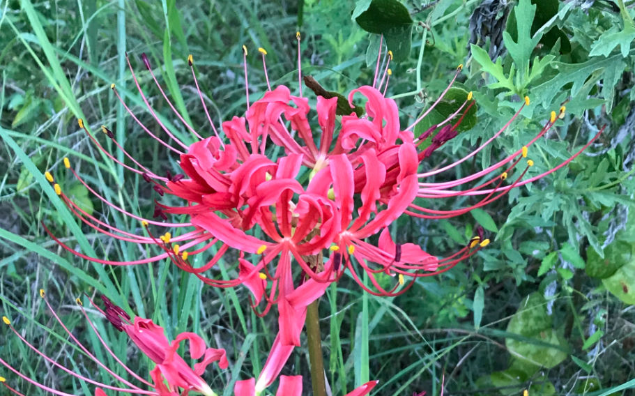 Red Spider Lily close up. Seeing God—What it means to be pure in heart.

