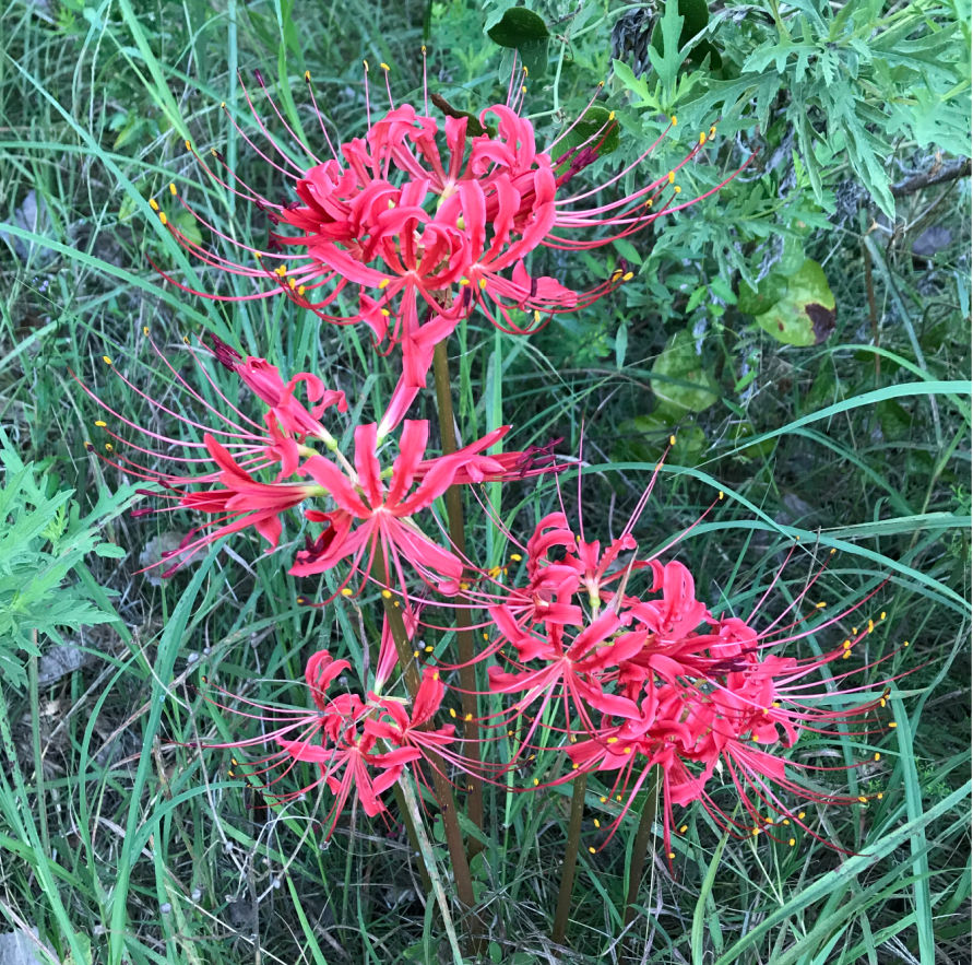Red Spider Lily. An unusual alien looking flower. Why the pure in heart see God and what agenda Jesus teaches everyone.